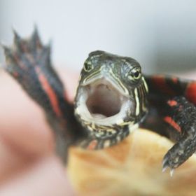 Profile Picture of Nicholas Cervera (@nichcerv) on Pinterest