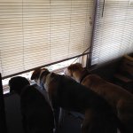 Profile Picture of L M Blagg (@scottishinnm) on Instagram