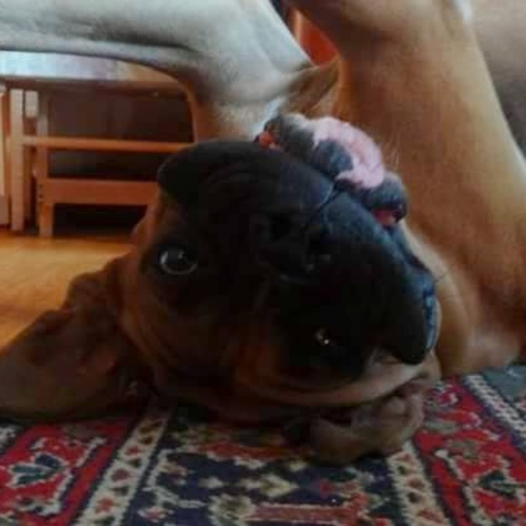 Profile Picture of Tabitha Bailey (@maxelzmom) on Poshmark