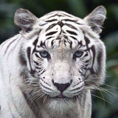 Profile Picture of Julian Cornejo (@julyvwlovers) on Twitter