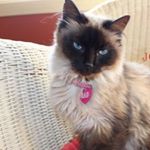 Profile Picture of Josie Adrian Phelps (@josiethecat_) on Instagram