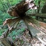 Profile Picture of Austin Czerwinski (@austinczer) on Instagram