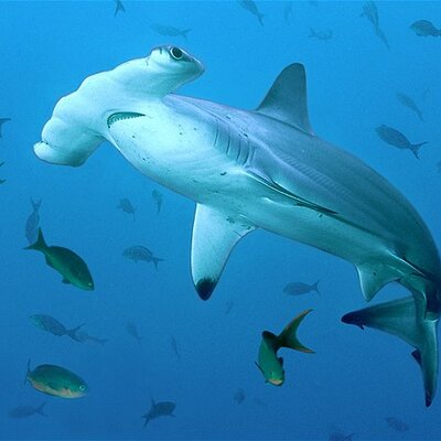 Profile Picture of Sean Mulgrew (@Aloha_Boy69) on Twitter