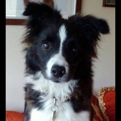 Profile Picture of Alex Kelso (@Kelso1Alex) on Twitter