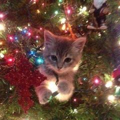 Profile Picture of Catherirne Girolamo (@@catherirnegirolamo) on Tiktok