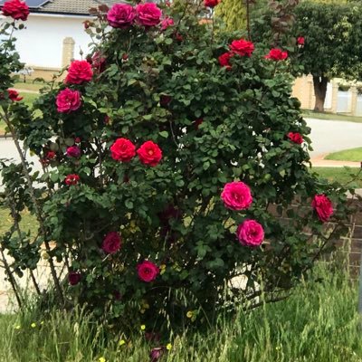 Profile Picture of Bo Liu (@Boliu81876037) on Twitter