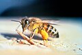 Profile Picture of Africanized bee - Wikipedia, the free encyclopediaon Wikipedia