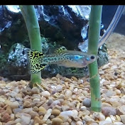 Profile Picture of Jeremy's Fish (@jtmjfish4389) on Youtube