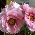 Profile Picture of Mindy Chow (@chowmindy) on Instagram