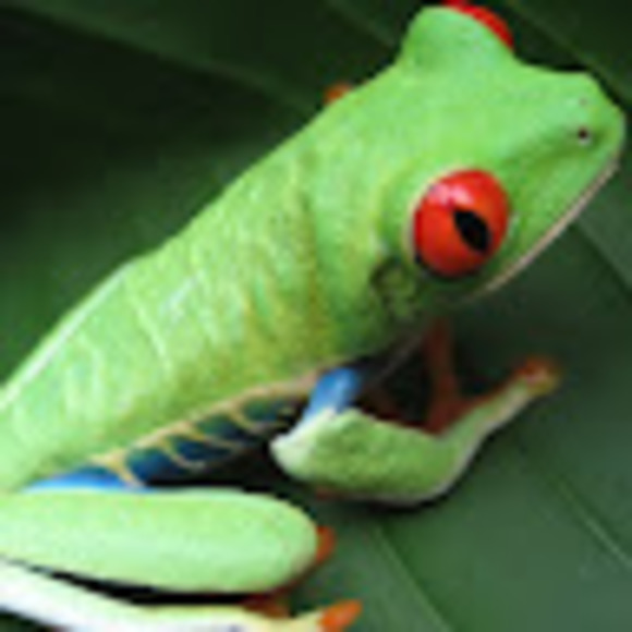 Profile Picture of Alice Hui (@akhui1987) on Poshmark