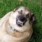 Profile Picture of Bryan Sharpe (@pet_the_puppy) on Instagram