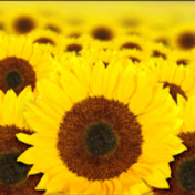 Jenee Moore - Youtube Profile Picture of Jenee Moore (@jeneedavis5781) on Youtube