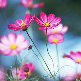 Profile Picture of Xiaoli Ren (@xiaoli.ren.37) on Facebook