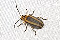 Profile Picture of Derospideaon Wikipedia