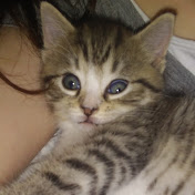 Profile Picture of Amanda Blevins (@amandablevins3249) on Youtube