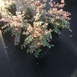 Profile Picture of Martin Gomes (@martingomes40) on Instagram