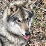 Profile Picture of Kimberly Spires (@red_ridge_kennels) on Instagram