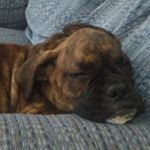 Profile Picture of _Murphy_🐕 (@murphy_alexander_raymond) on Instagram