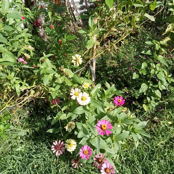 seanhimbas - Tiktok Profile Picture of seanhimbas (@seanhimbas) on Tiktok