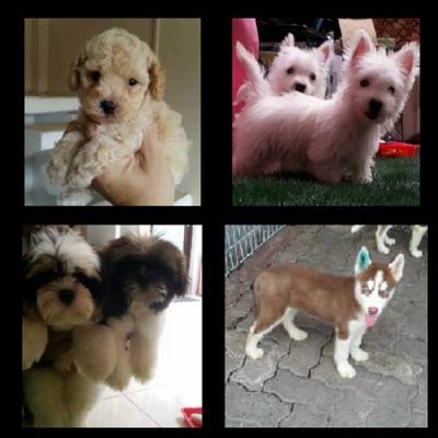 Profile Picture of Samuel_jiang (@jiang_samuel) on Twitter