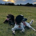 Profile Picture of Barry & Woody (@barry_the_springer) on Instagram