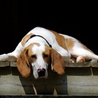 Profile Picture of Leigh Blake (@gungoat8) on Twitter