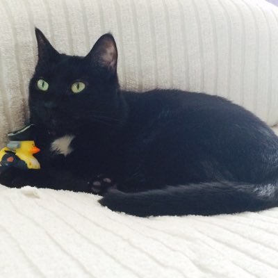 Profile Picture of Allison Jablonski (@AllisonPBJ16) on Twitter