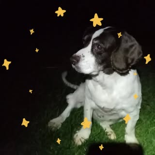 Profile Picture of Chris Rowden (@christopher.rowden) on Instagram