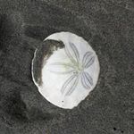 Profile Picture of Frances Merrill Allen (@frances.m.allen) on Instagram