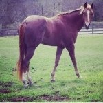 Profile Picture of Emma Kate Scroggs (@cold_stone_stable) on Instagram