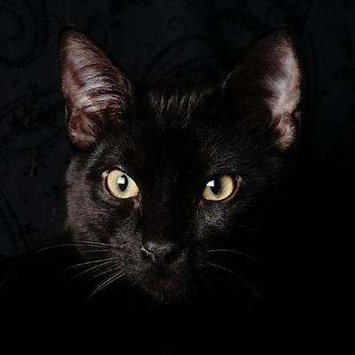 Profile Picture of Wing Tang Wong (@wtwphotography) on Twitter