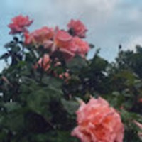 Profile Picture of Mia Patton (@mia-patton-18) on Quora