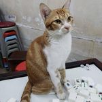 Profile Picture of Nathan Cheung (@yoji_cheung) on Instagram