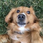 Profile Picture of Jake Piper (@piper.jake98) on Instagram