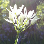 Profile Picture of Lapislazuli2013 (@lapislazuli2013) on Flickr