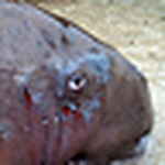 John Felix - Flickr Profile Picture of John Felix (@mangrove25) on Flickr