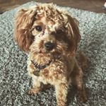 Profile Picture of Frankie The Cavapoo (@frankie_dobbs1) on Instagram