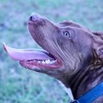 Profile Picture of Adam Walston (@adamw12345) on Instagram