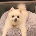 Profile Picture of Matthew Yip (@y1ppyy) on Instagram