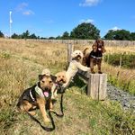 Profile Picture of Jerry Horrocks (@mylandwaggywalks) on Instagram