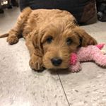 Profile Picture of Kallie Roberts (@kallie_doodle) on Instagram