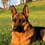 Profile Picture of Nancy Lance (@vomlancegermanshepherds) on Instagram