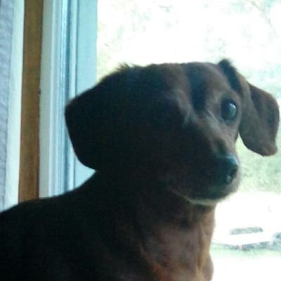 Profile Picture of Pat Troyer (@TroyerPat) on Twitter