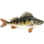 Profile Picture of Pawel Lachowicz (@ed_mund) on Instagram