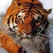 Mike Malek - Youtube Profile Picture of Mike Malek (@2010malek) on Youtube