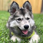 Profile Photo of Luna (@luna_the_texas_tamaskan) on Instagram