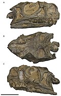 Profile Picture of Ngwevuon Wikipedia