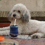 Adrian Nestor Lomonaco - Instagram Profile Picture of Adrian Nestor Lomonaco (@adrianlomonaco) on Instagram