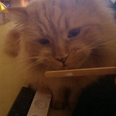 Profile Picture of Thomas Melchert (@mellebsr) on Twitter