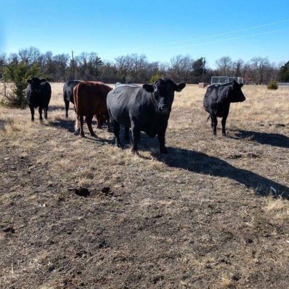 Profile Picture of Robin Baxter (@robinkbxtr) on Poshmark